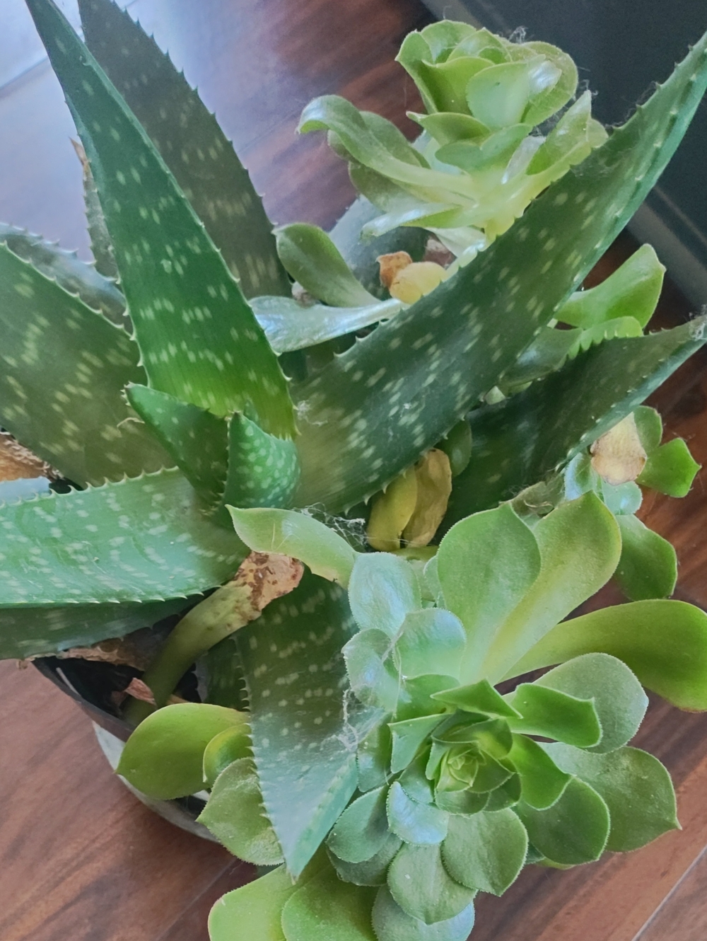 Succulent Arrangement - Large Size - Picture 4 of 4